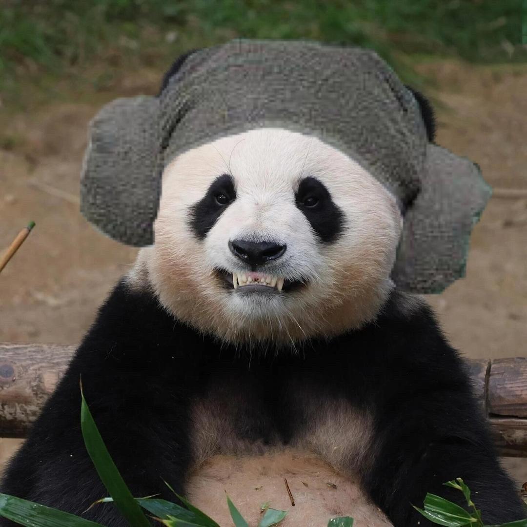 看熊猫专用号