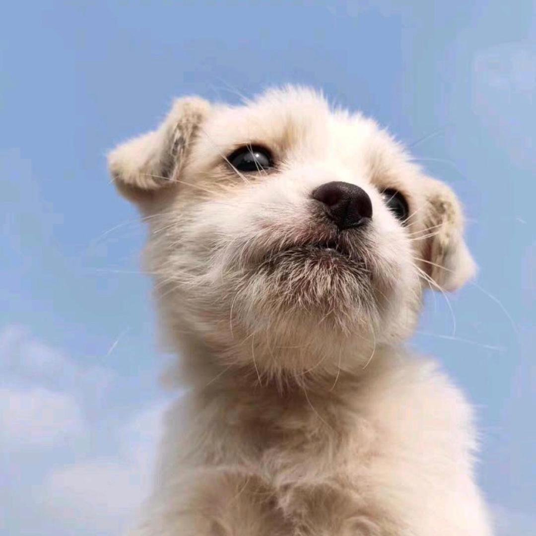 痞小鱼
