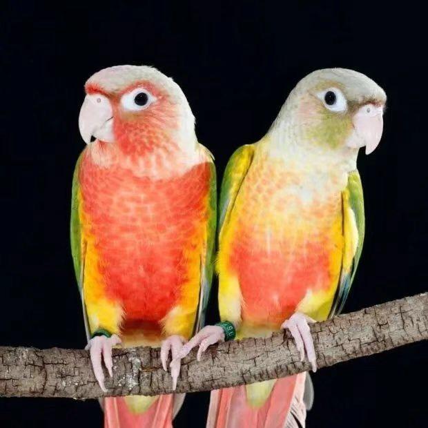 林亿鹦鹉养殖基地