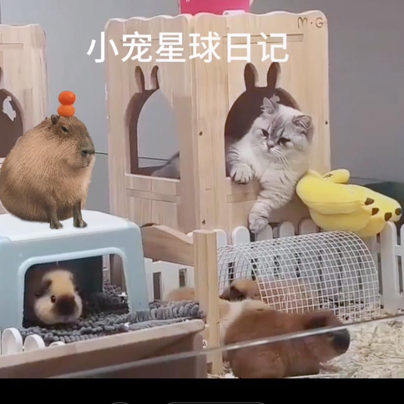 小宠星球日记