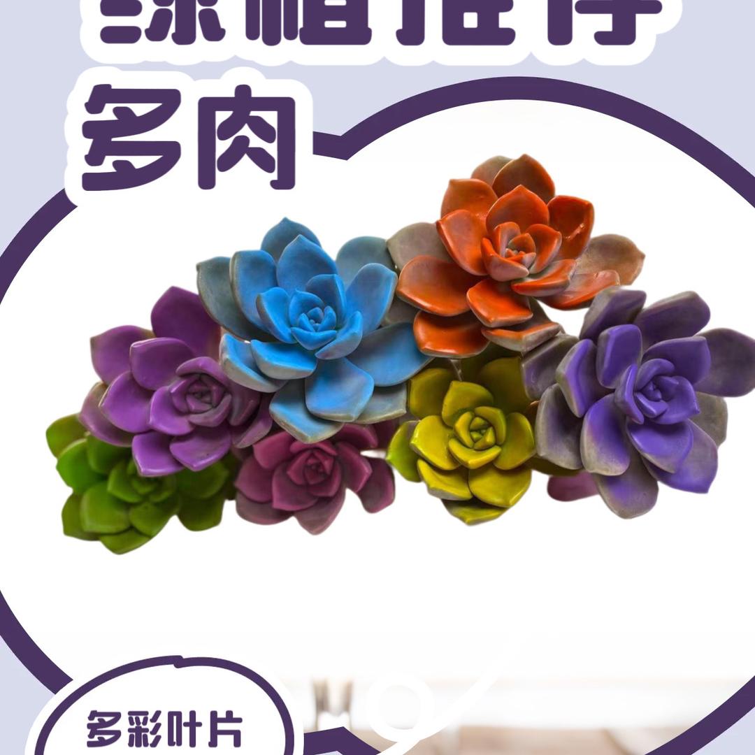 孔老板的多肉基地