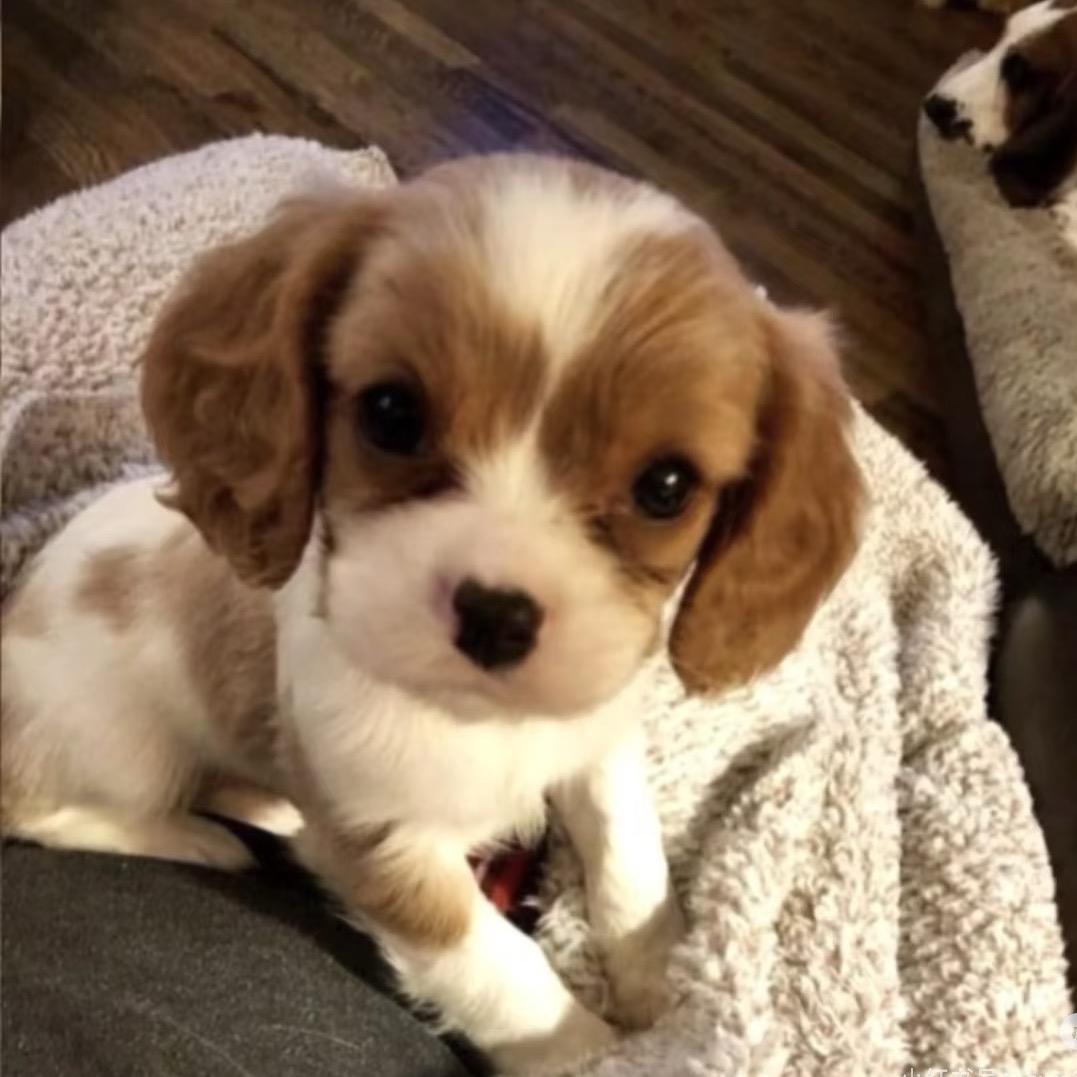 顺顺利利钱多多