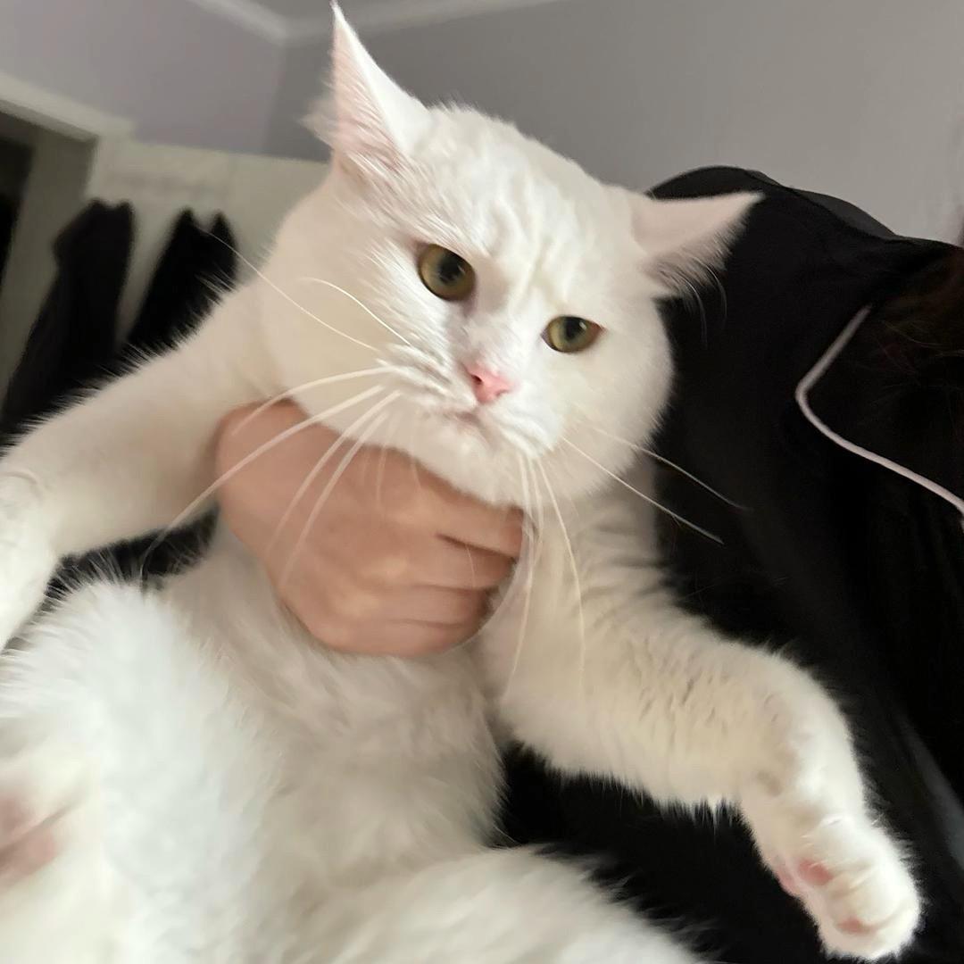 小鱼的猫