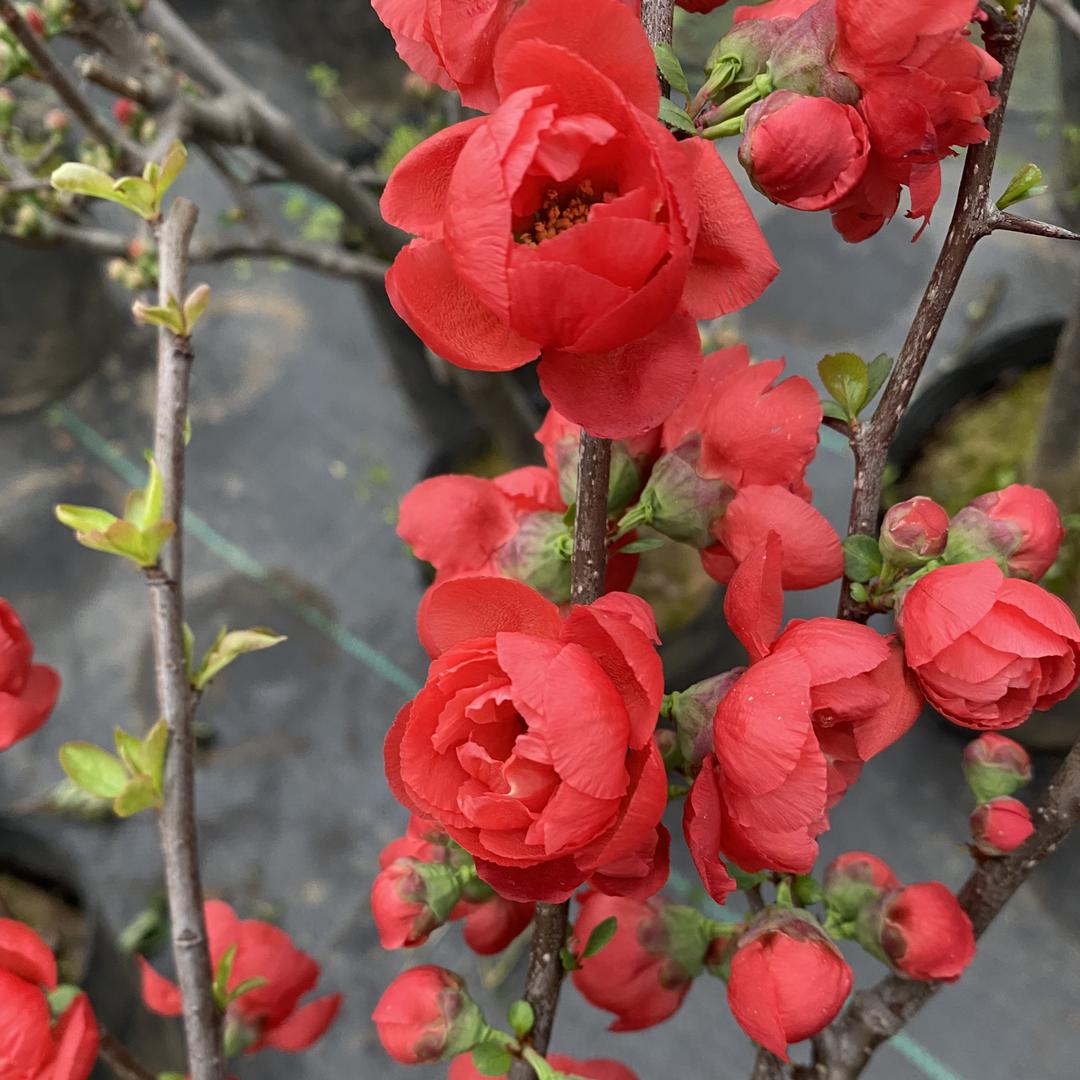 芳香缘