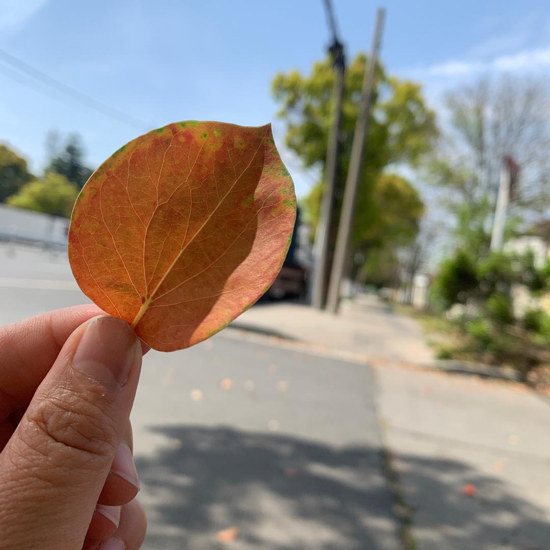 @风中的承诺♡ ༘⋆