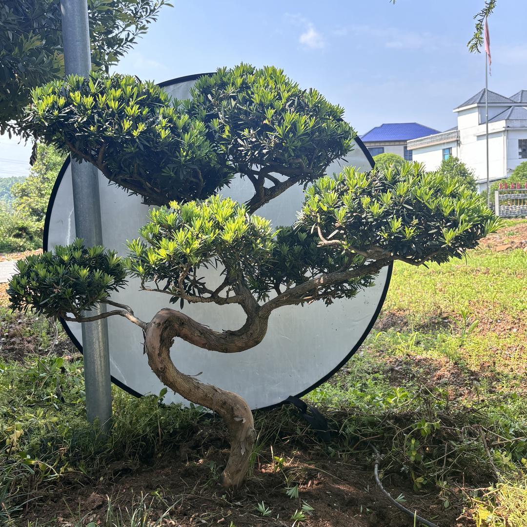 萍乡庭院贵妃罗汉松
