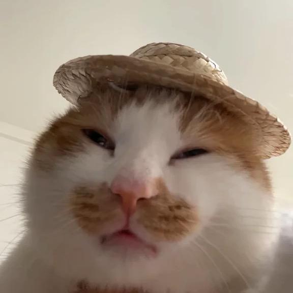 凯凯猫