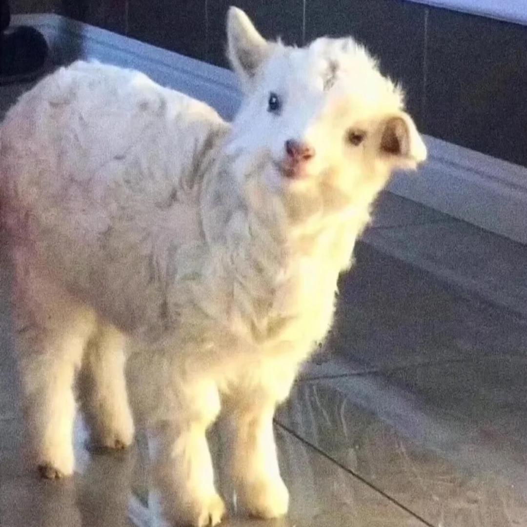 一只小眠羊🐑
