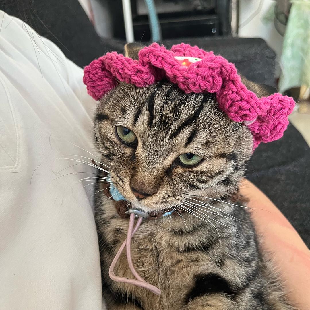 公猫喂奶记