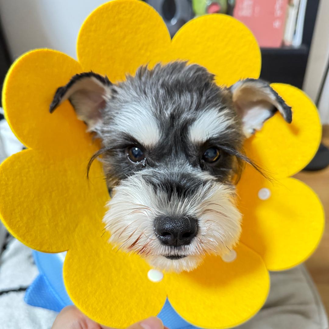 娜娜有群汪汪队