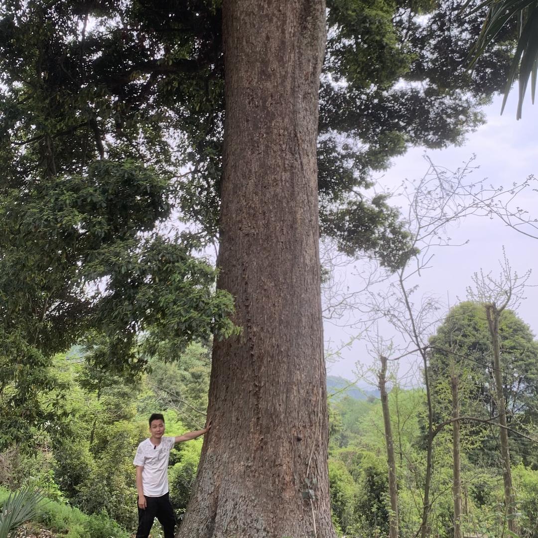 重庆綦江金丝楠木种植