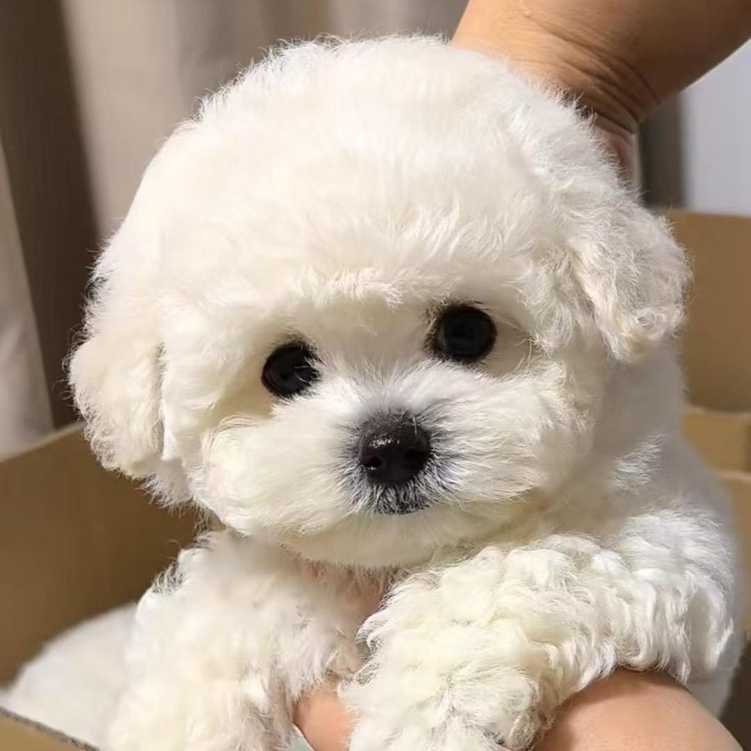 宪宗小铺