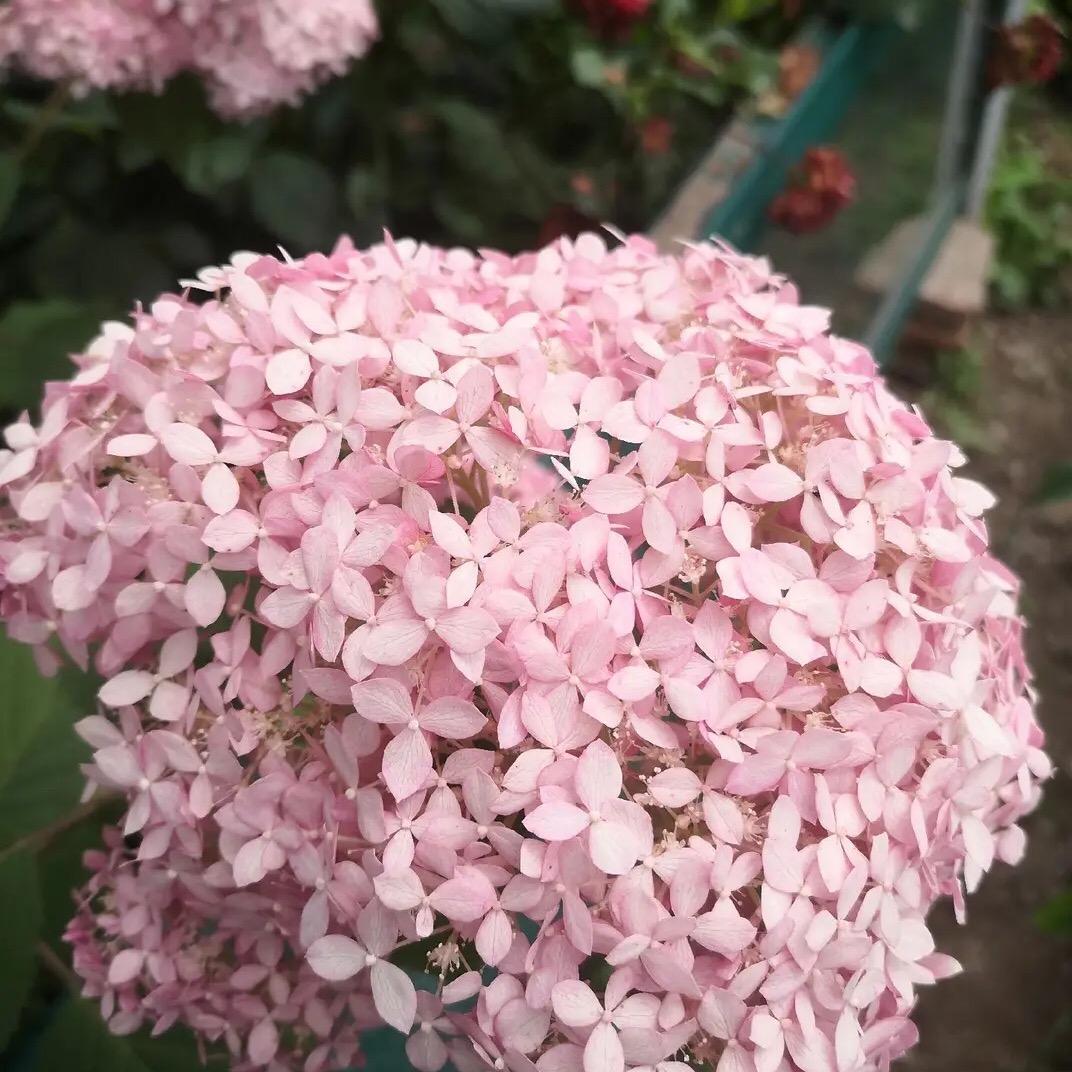 生活温席
