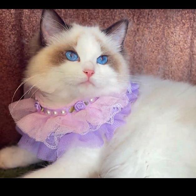 🌈……姗姗🐟