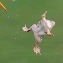 猫 崽 ˄·͈༝·͈˄