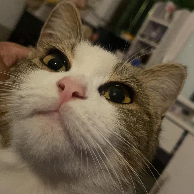 林子大