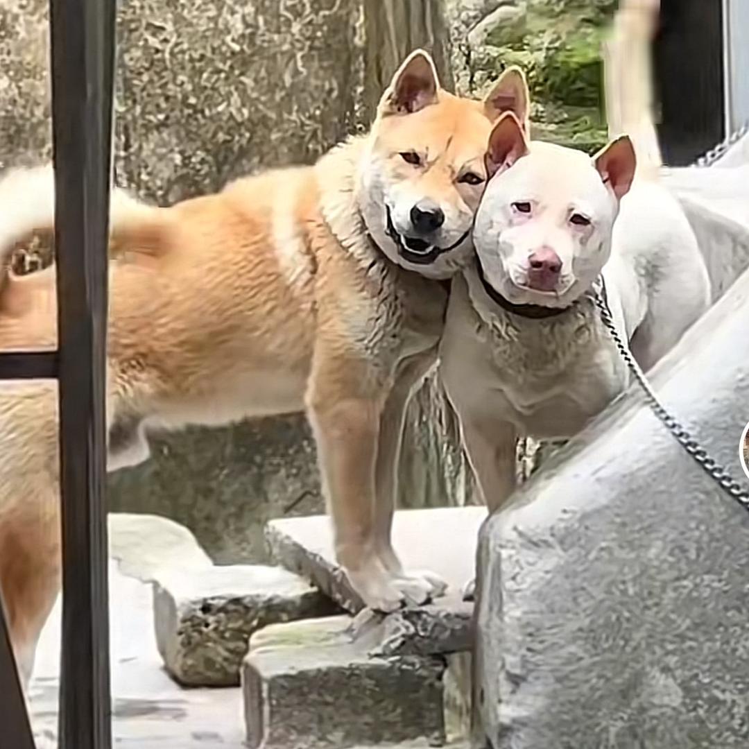 柚子叶