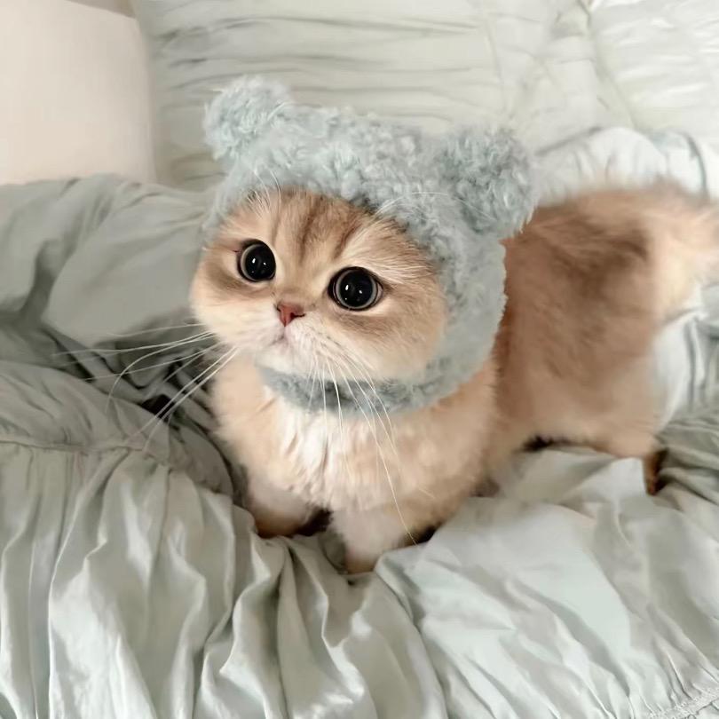 小猫10