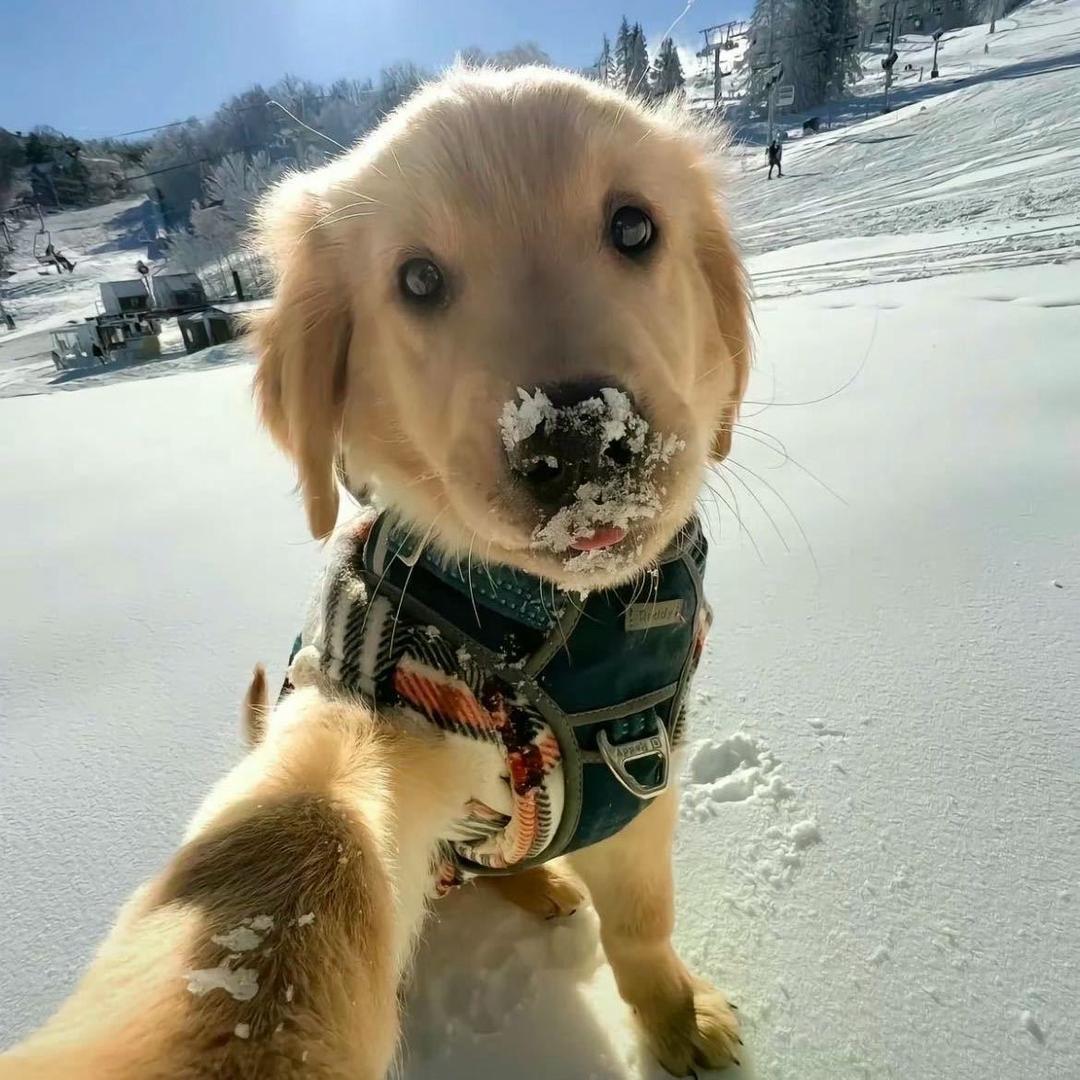 痛扇赵四那半拉好嘴