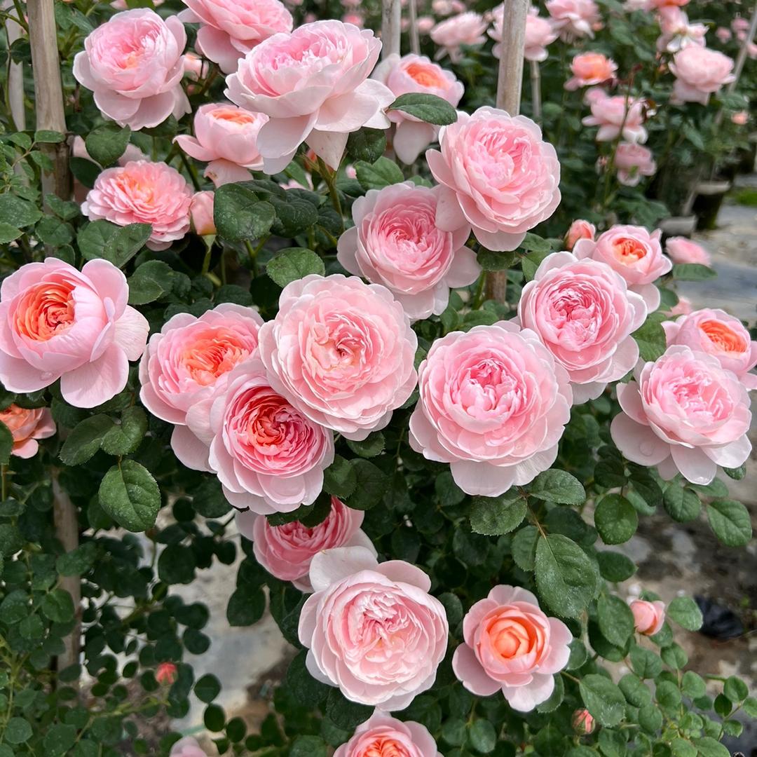 花枝润园艺