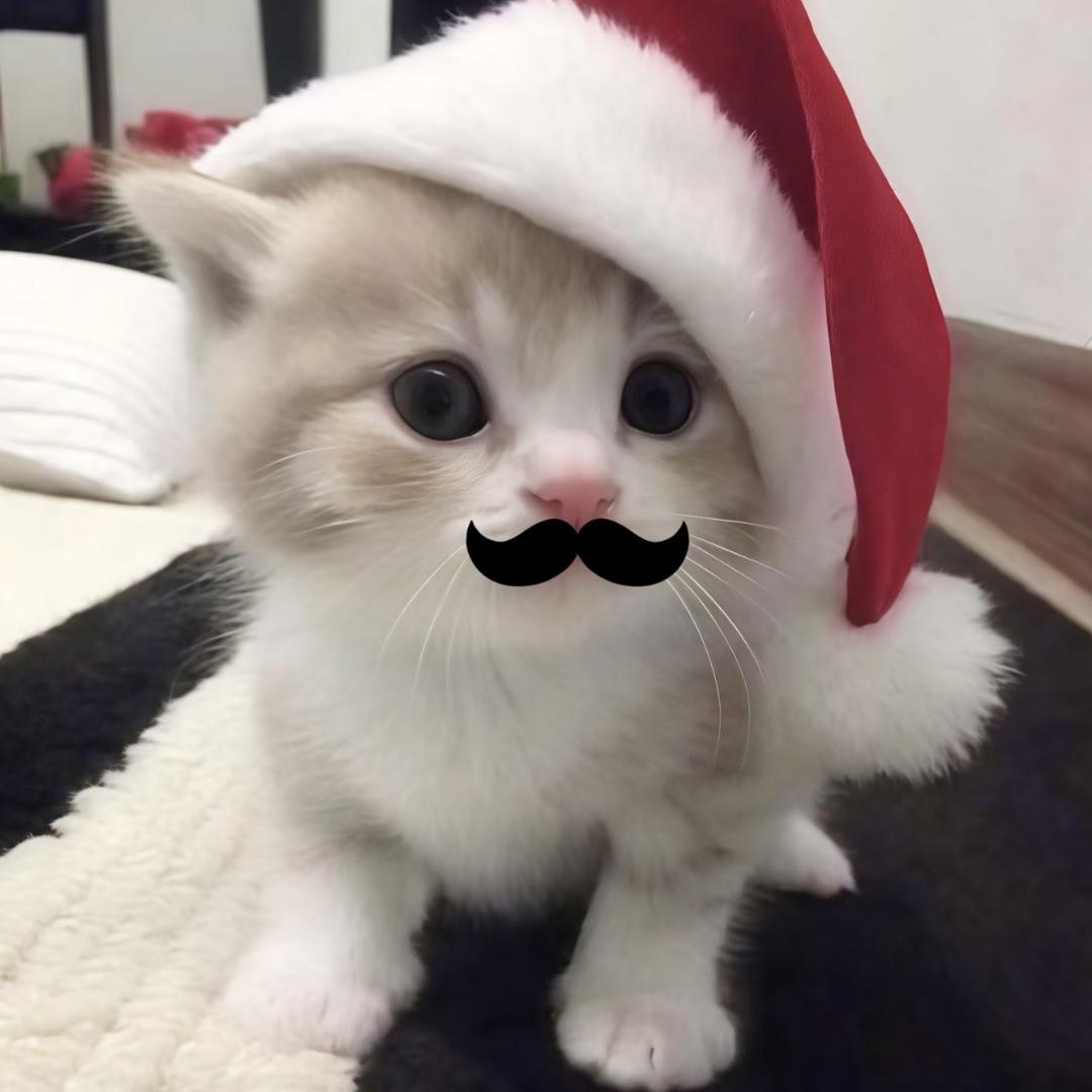 小᳐猫病᳐ ੭ﾞ
