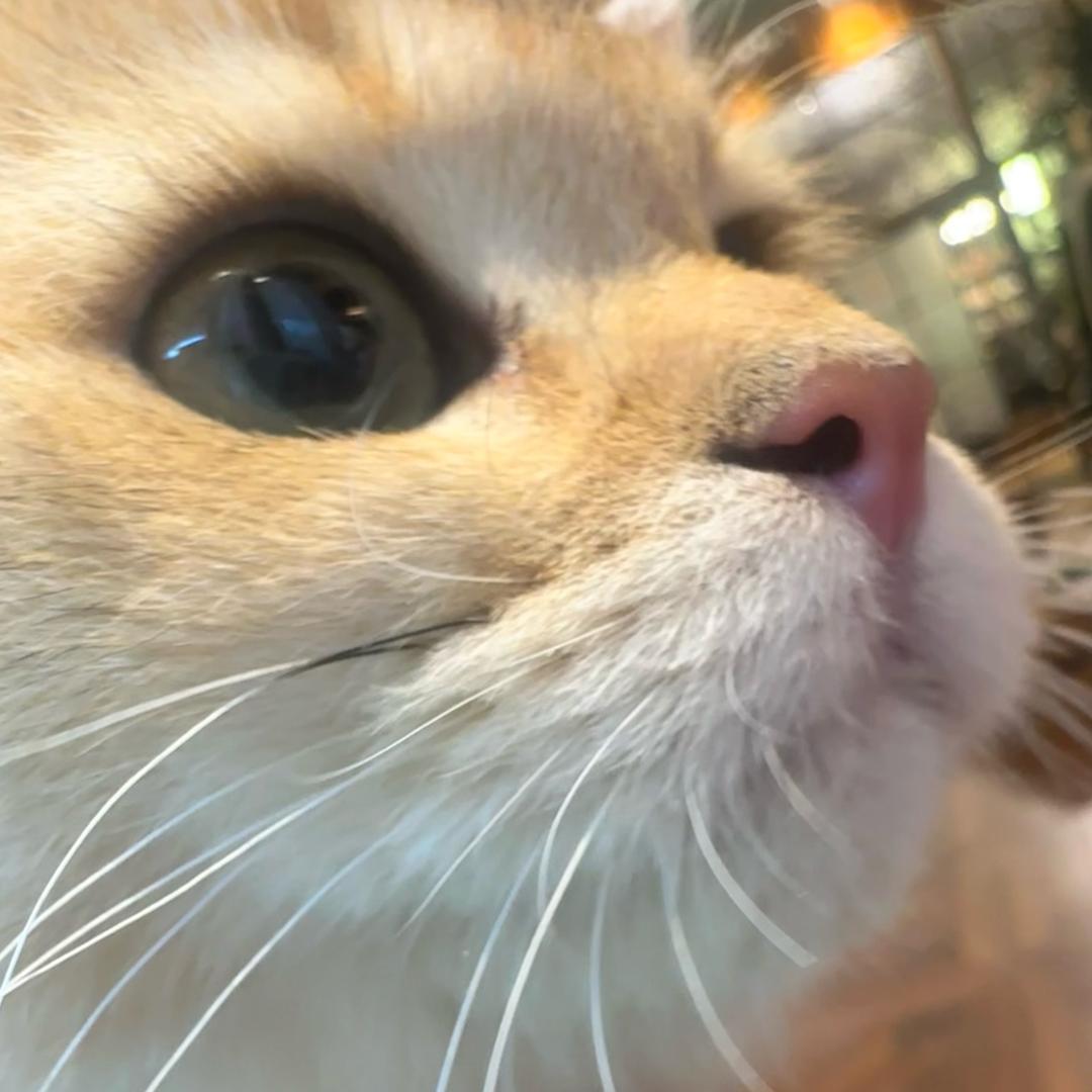 好秋