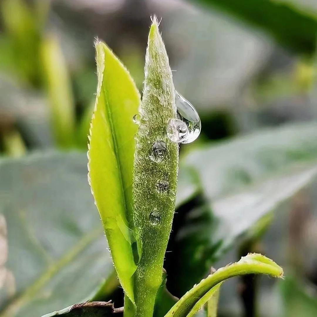 洛雨茶