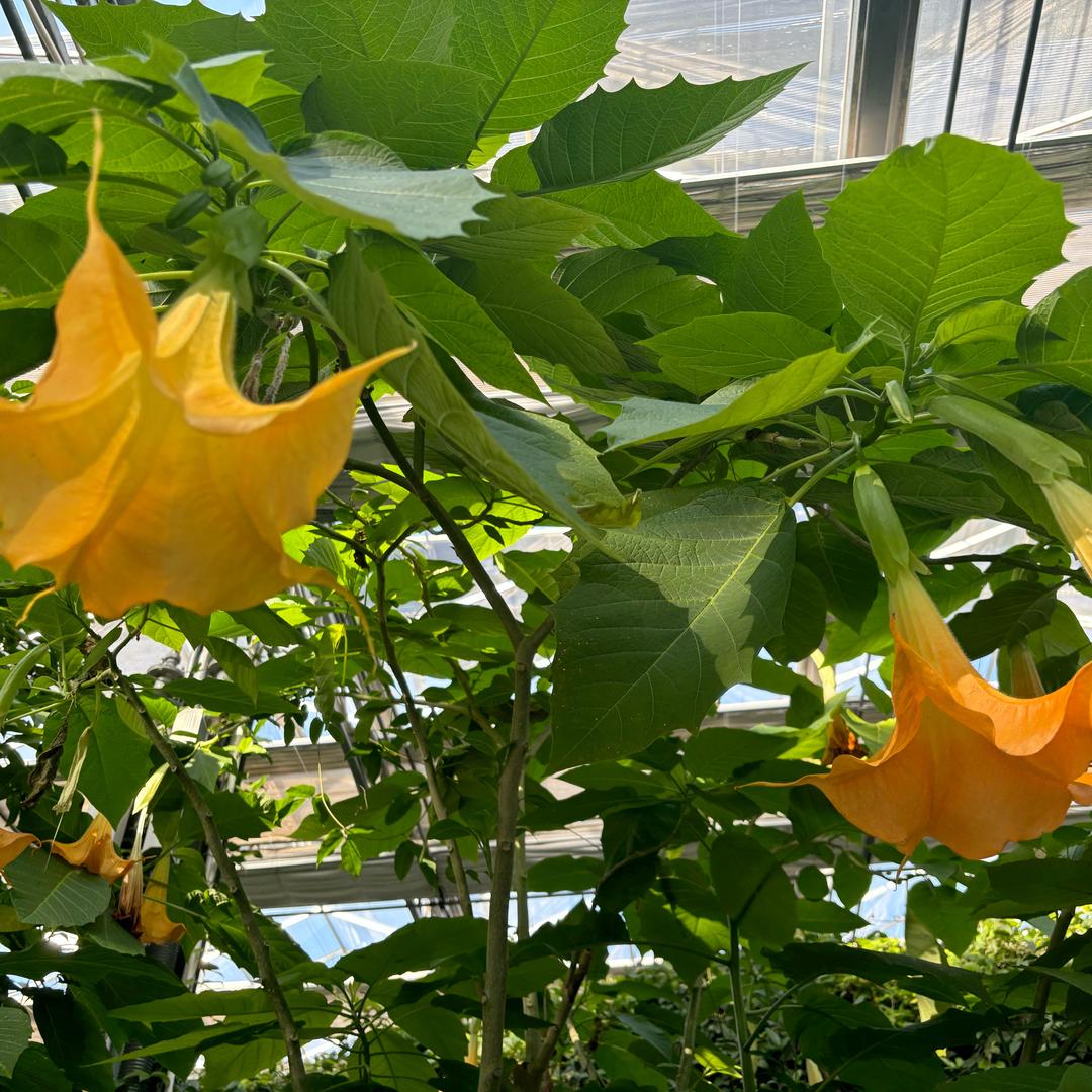 花儿虽美但有毒