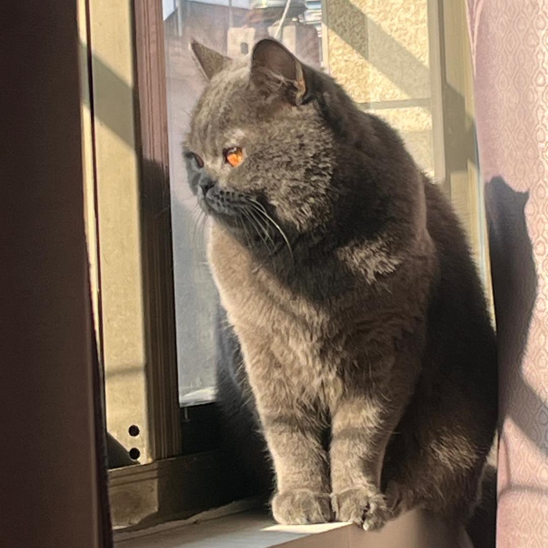 李校长的小蓝猫