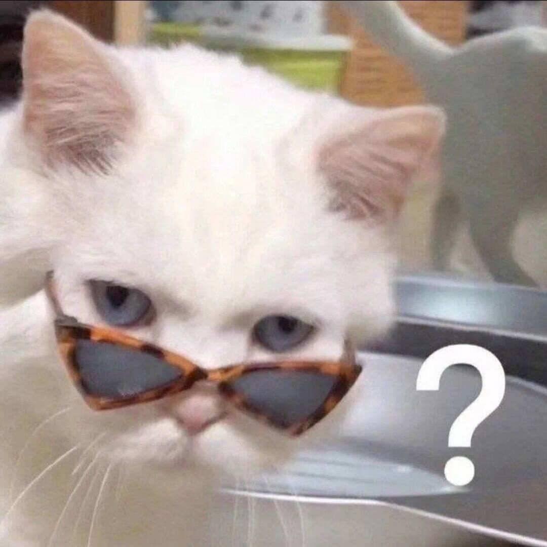 抱着鱼睡觉的猫