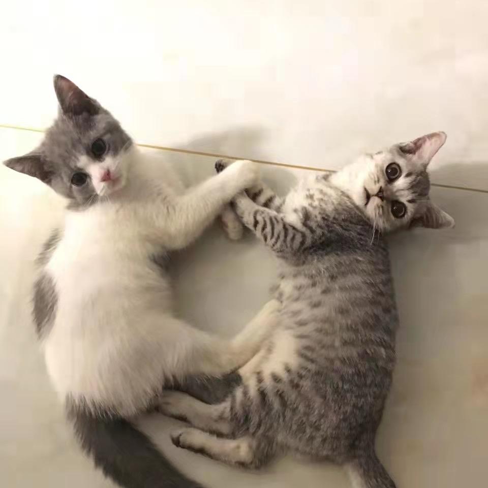 杵头子下来好安根