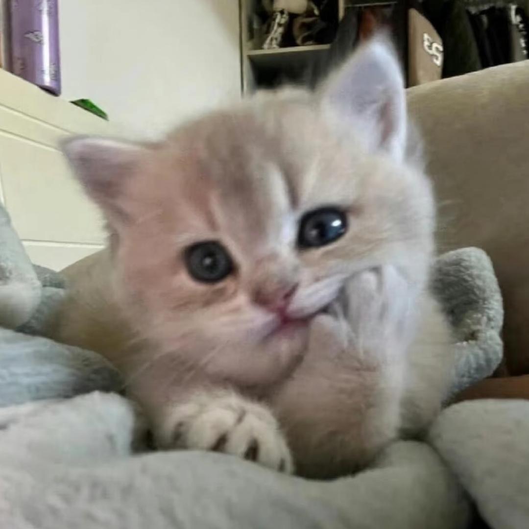 11y