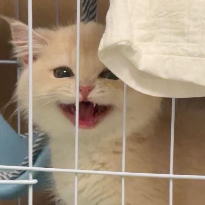 RouRou是小肉垫咪