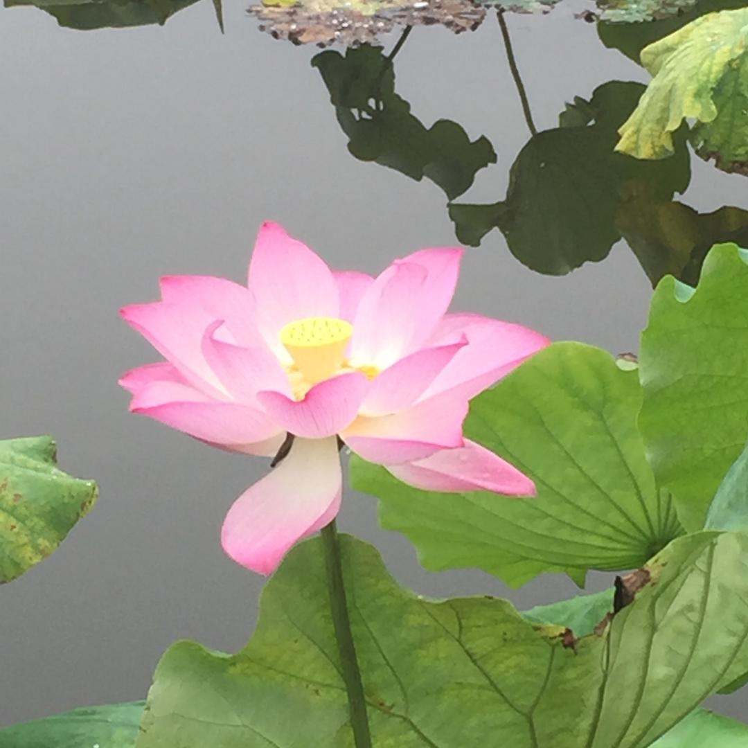 时从友来