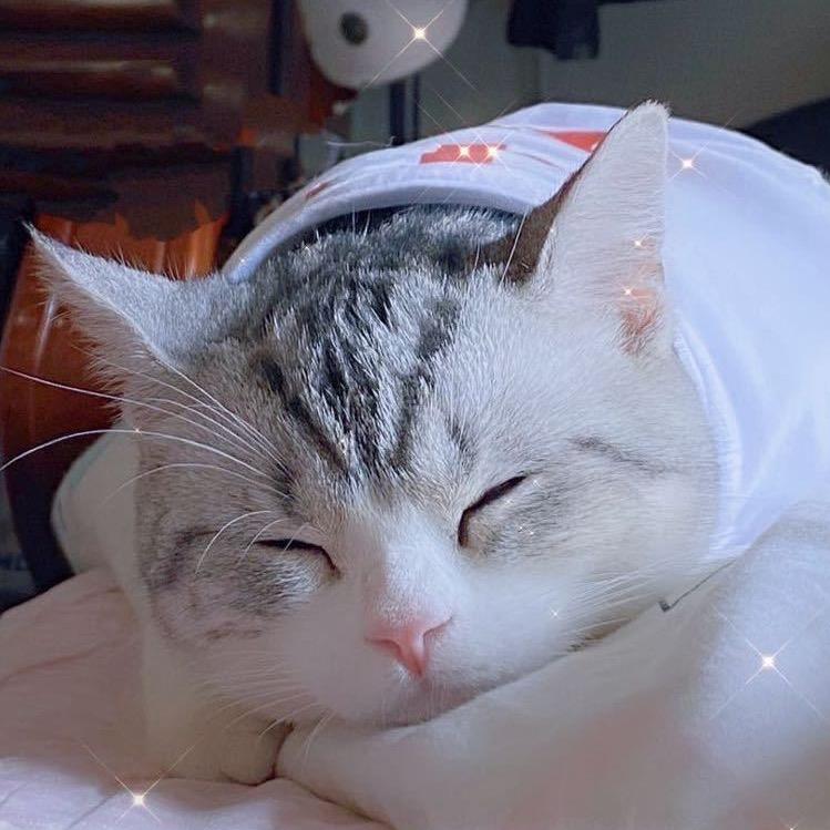 莹莹家小猫舍(美短起司)