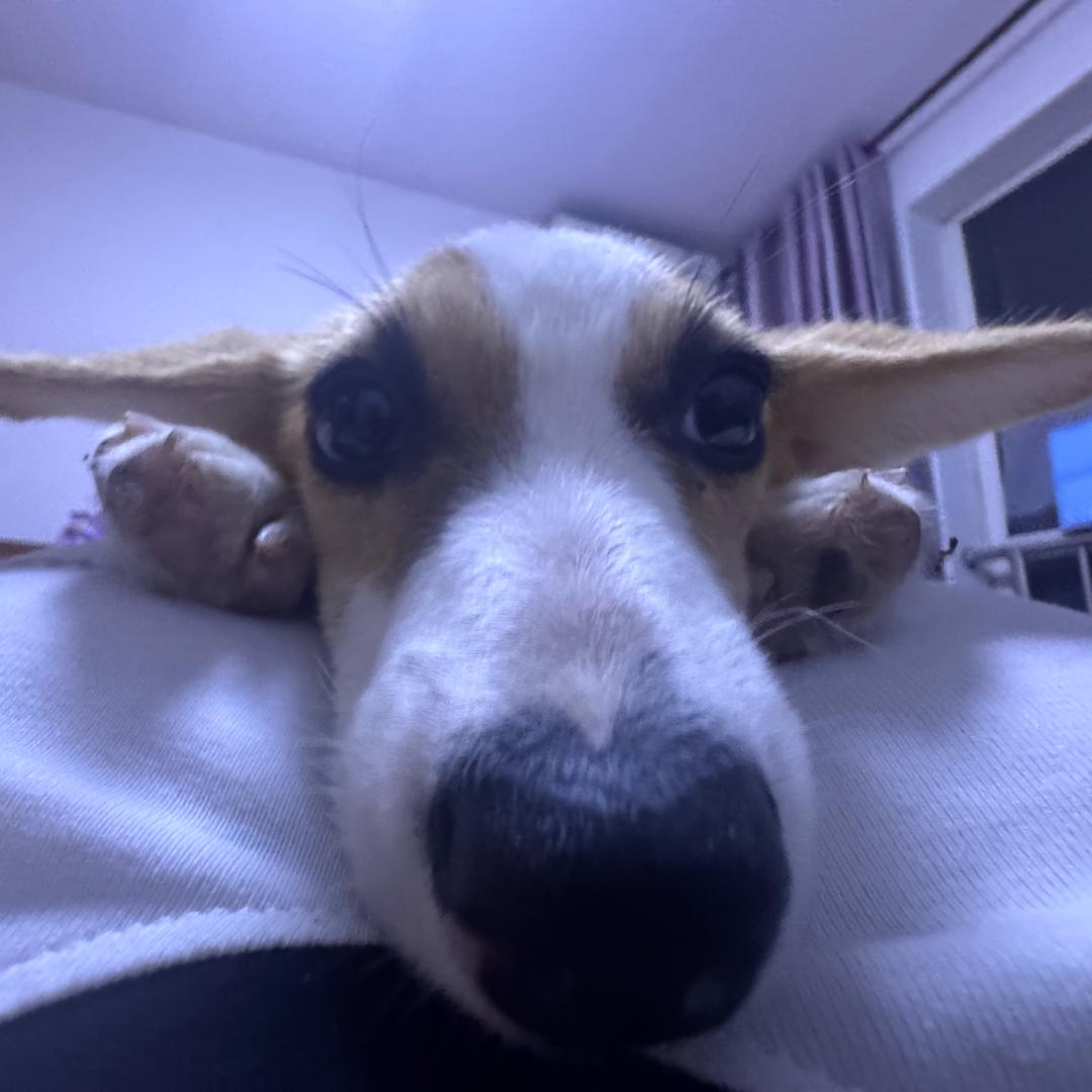 蛋蛋