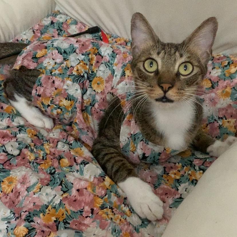 Abby雪怡