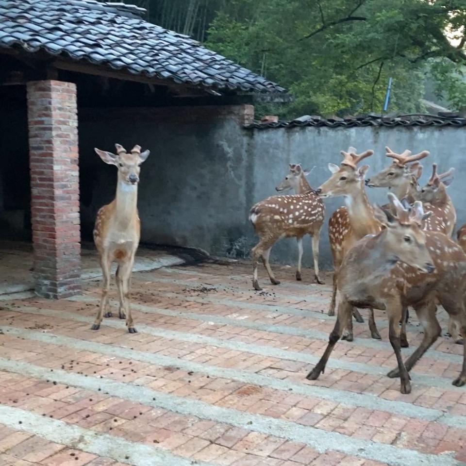 老潘养鹿