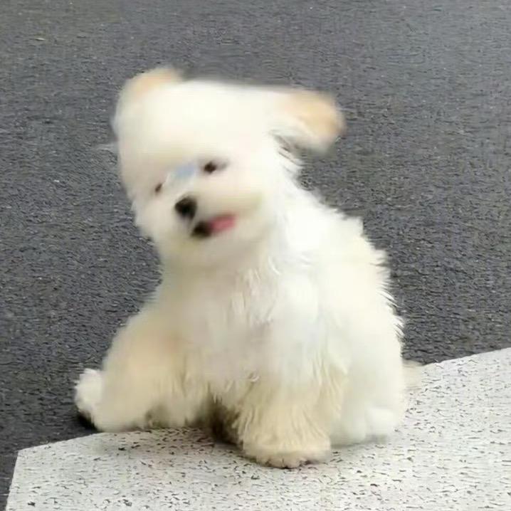 摸摸大王