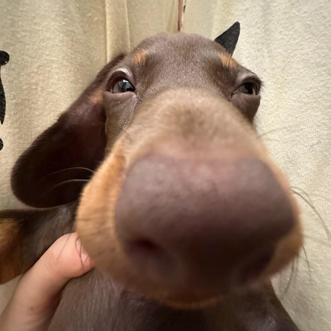 紫荆花