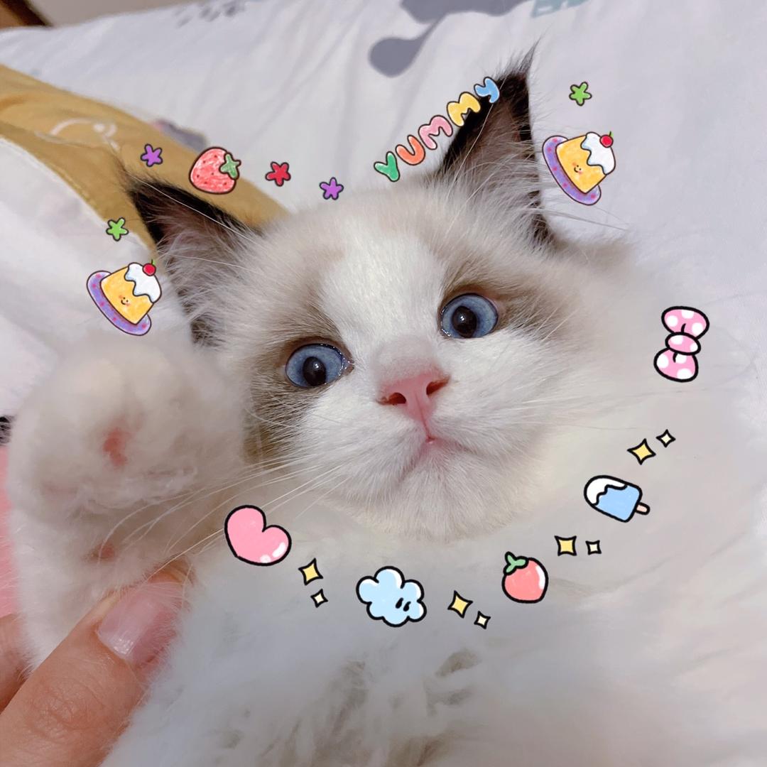 拿铁小奶糖