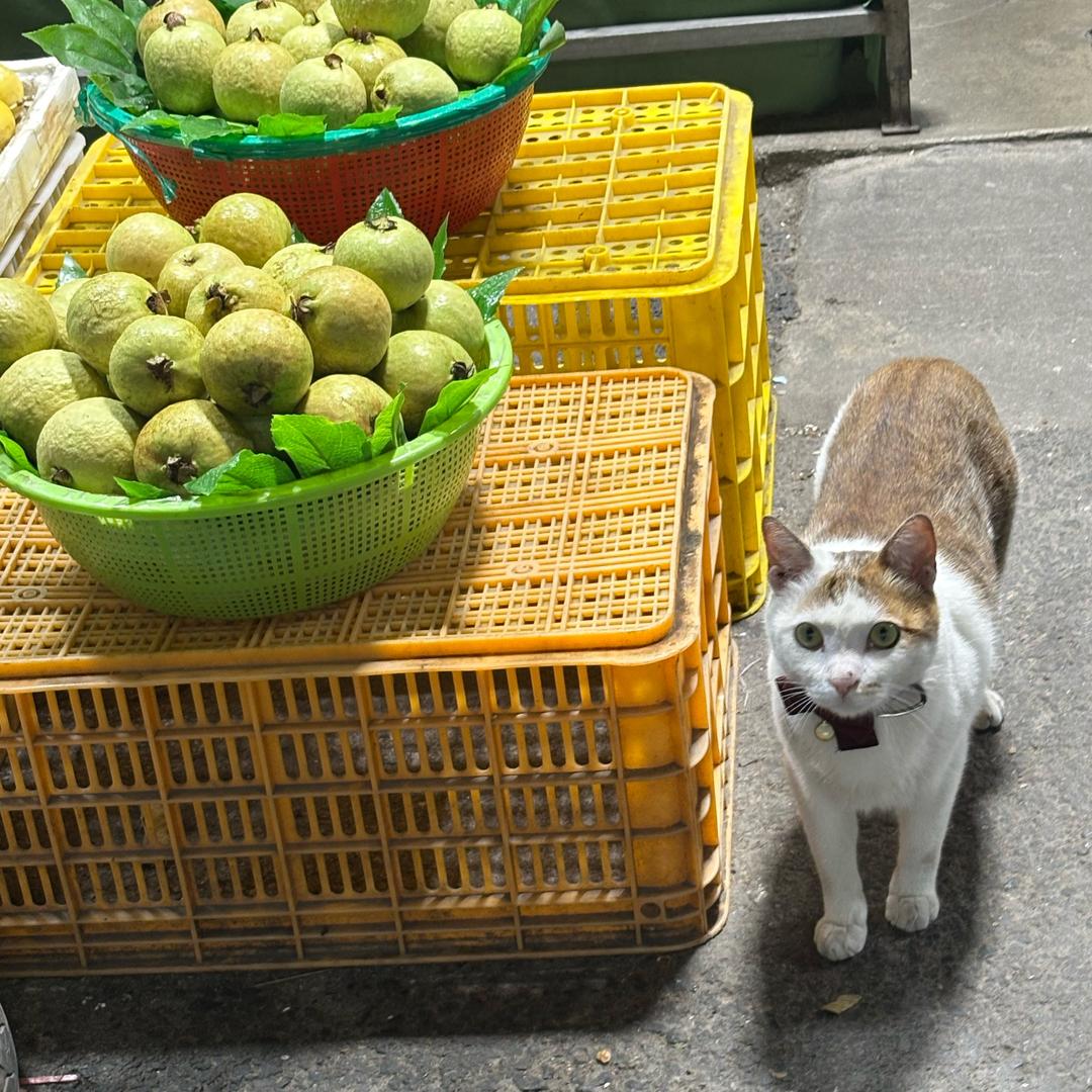 水果批发小马.