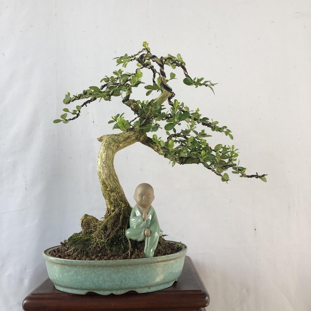 宇梦园艺老八盆景