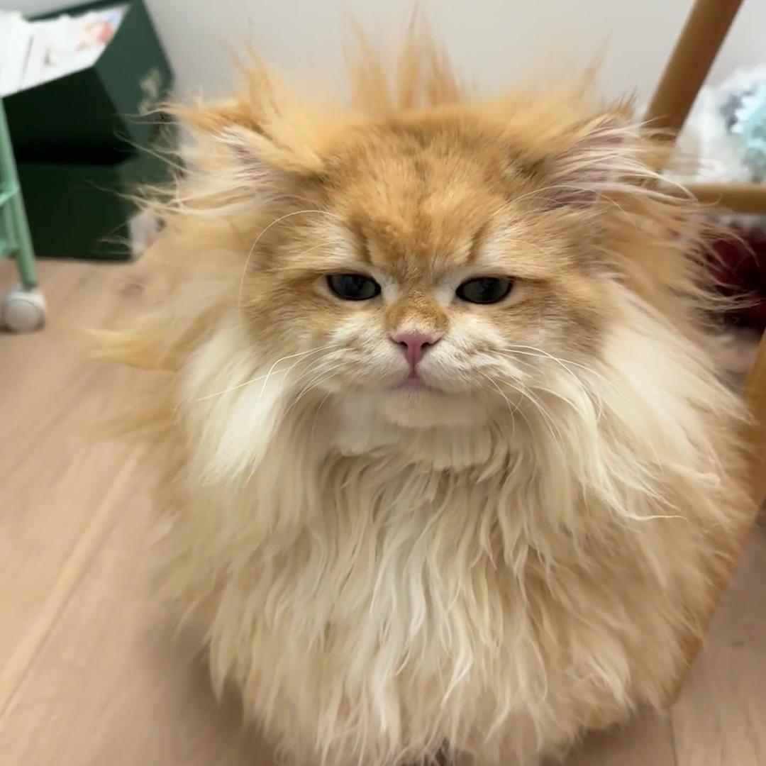 小帅爱养猫🐱