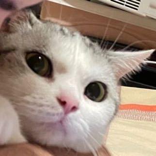 软软糯糯的小胖球