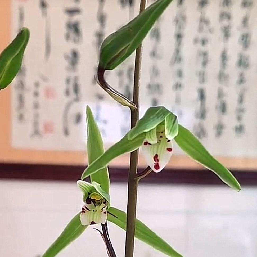 静之若兰