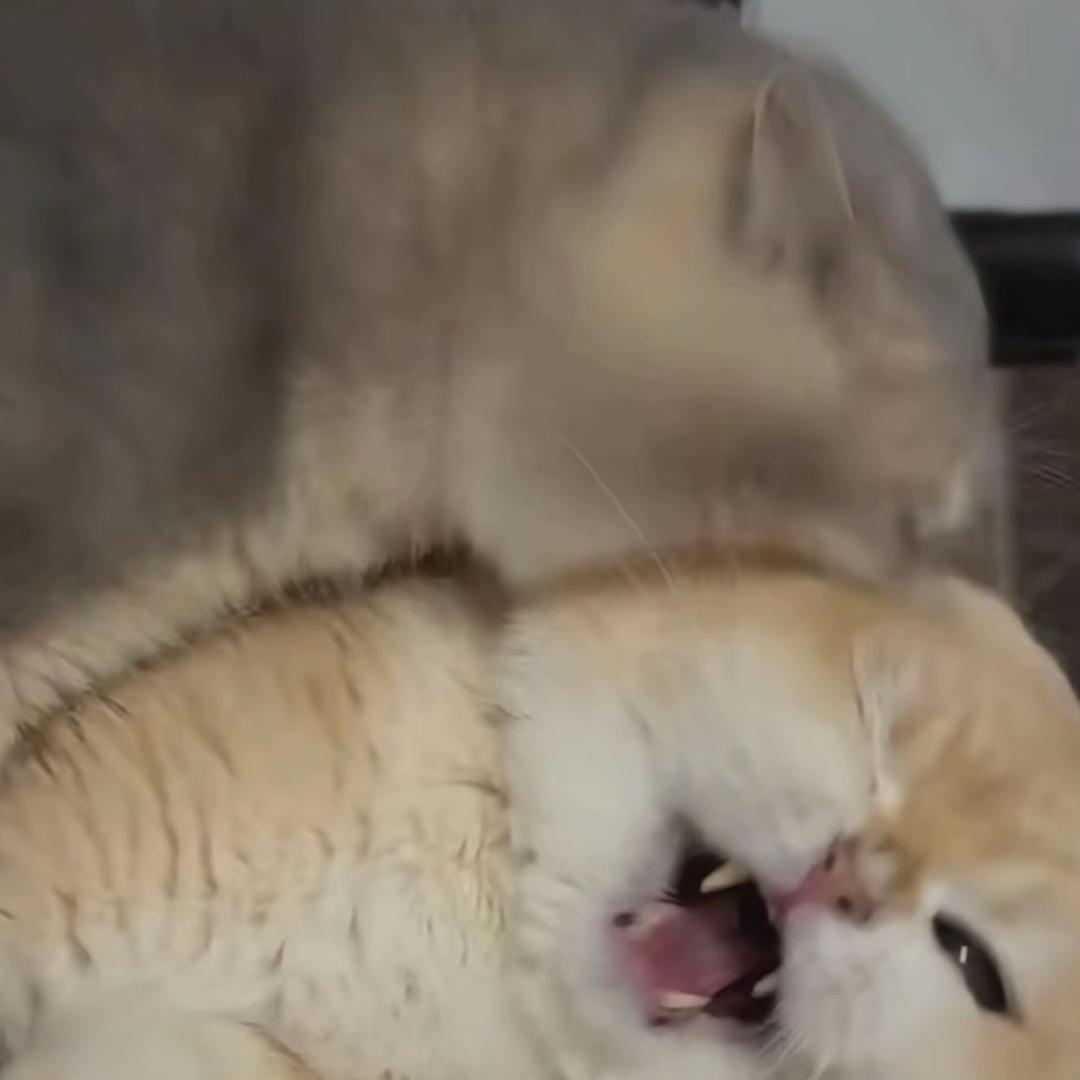 可口可乐我可以