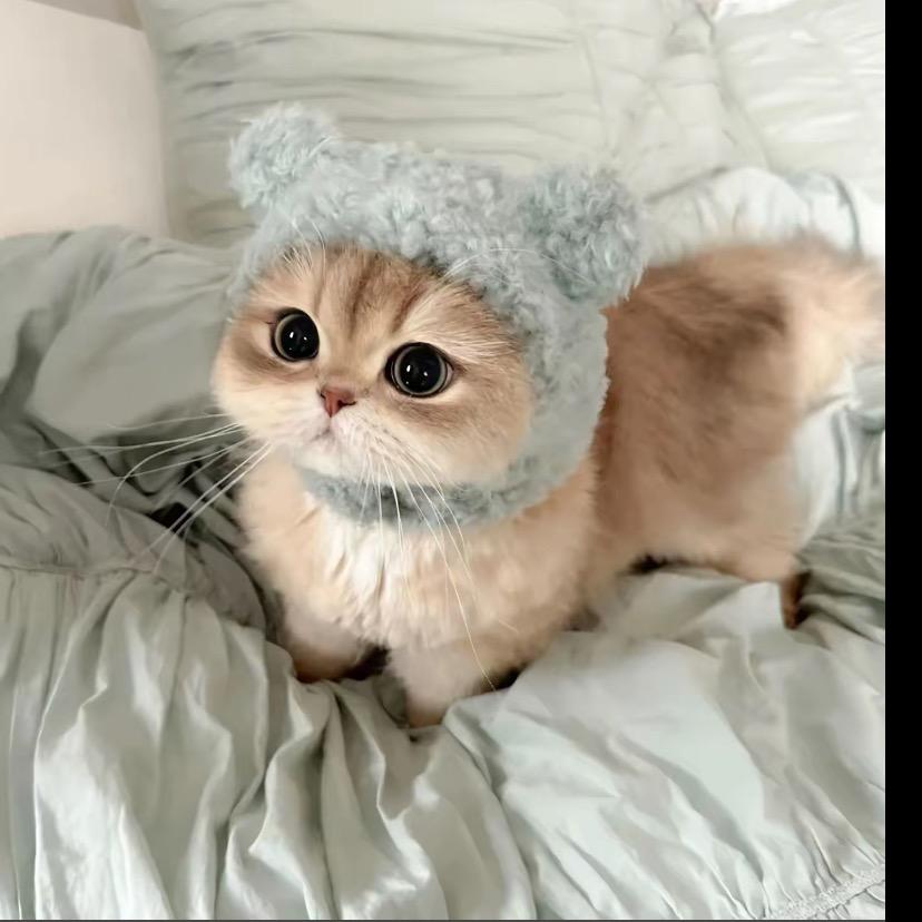 宝贝猫