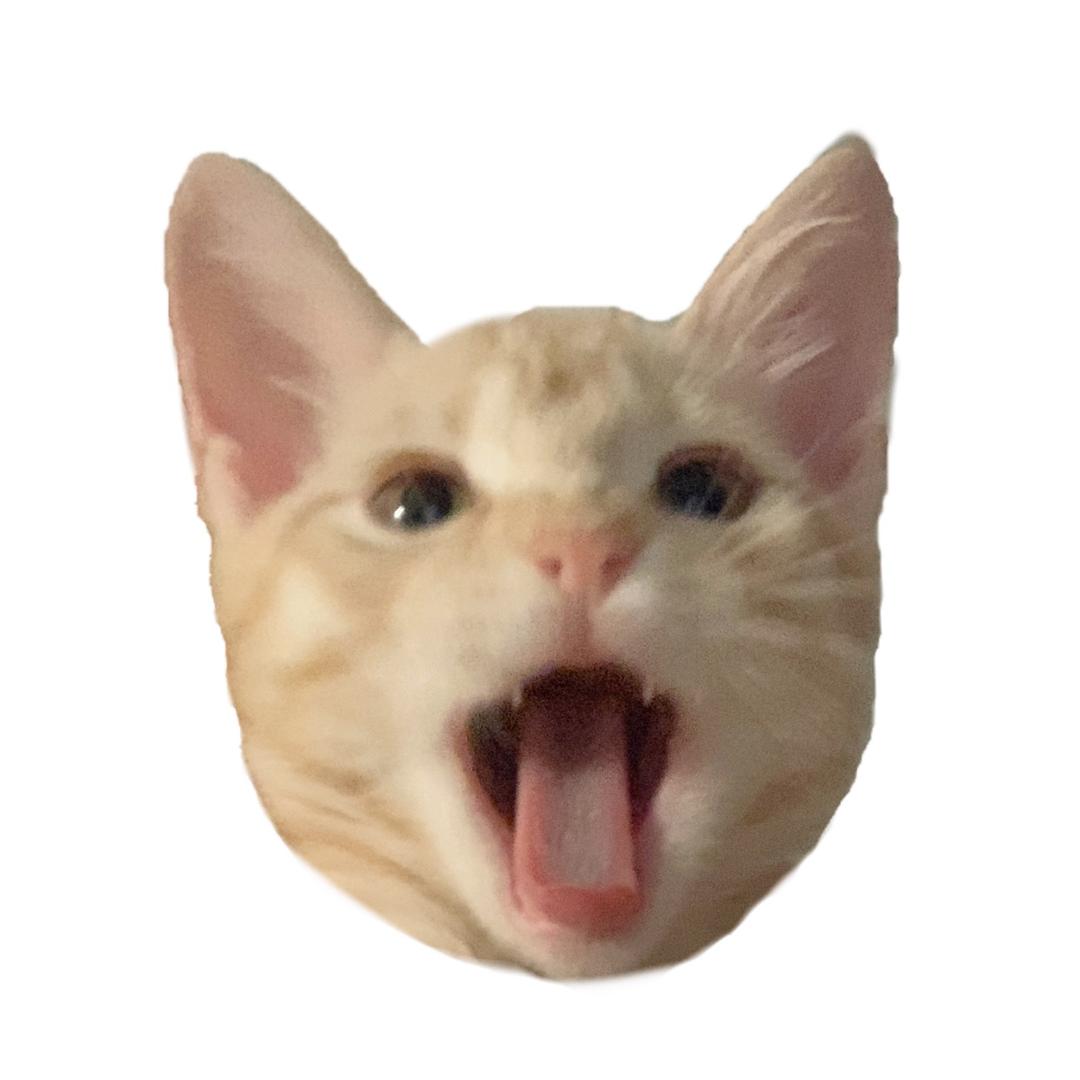 窗边的小咩咩