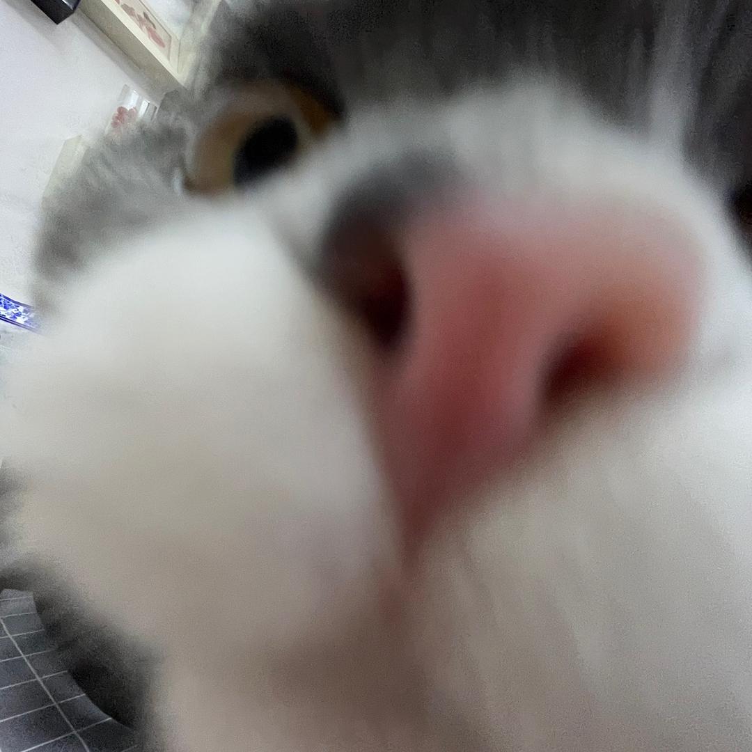 会飞的玉米粥